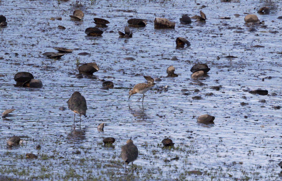 Ruff , 1/640 sec, f/7.1, 500 mm, ISO 400