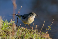 Grey Wagtail, 1/2500 sec, f/7.1, 500 mm, ISO 2000