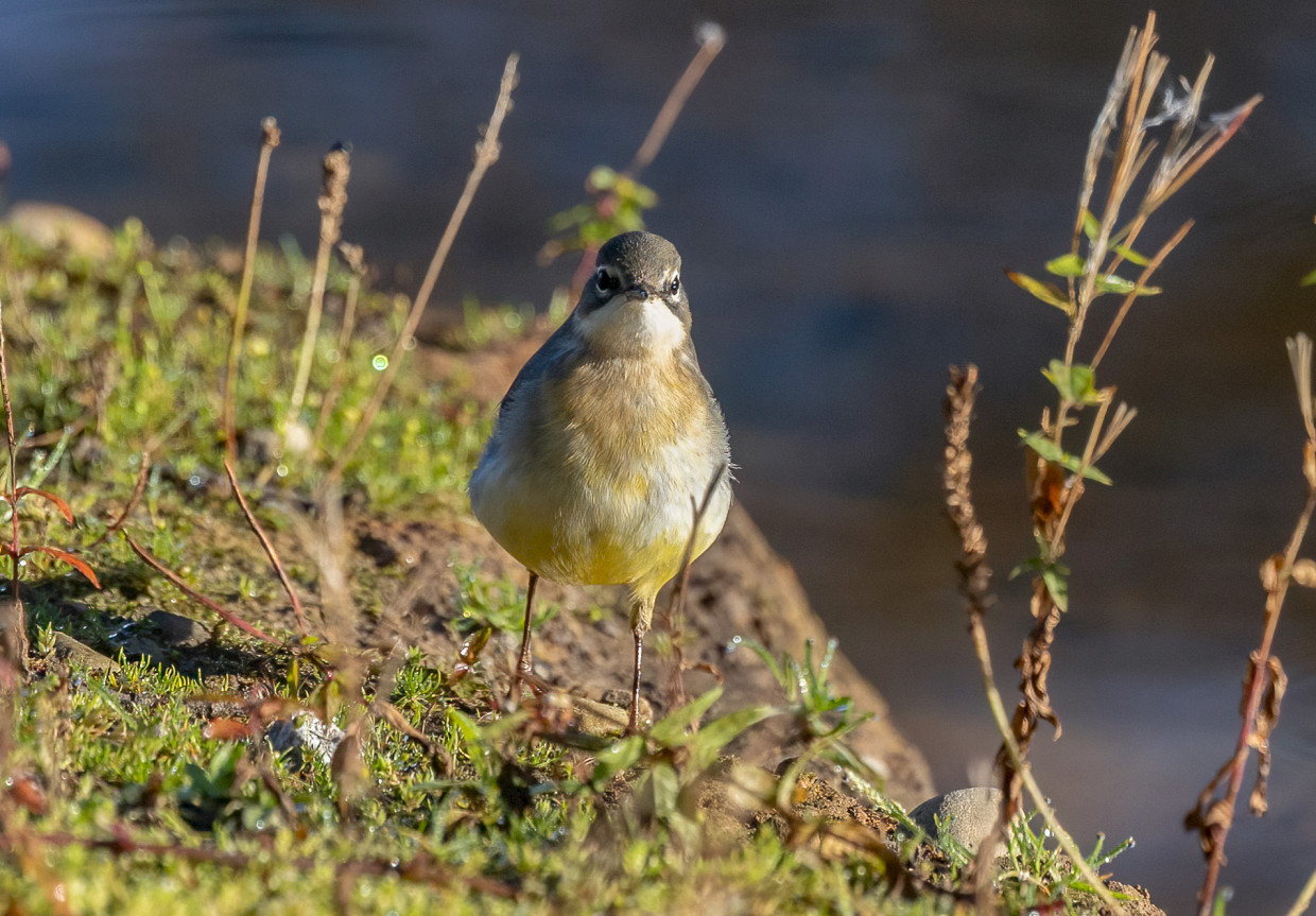 Grey Wagtail , 1/2000 sec, f/7.1, 500 mm, ISO 1600