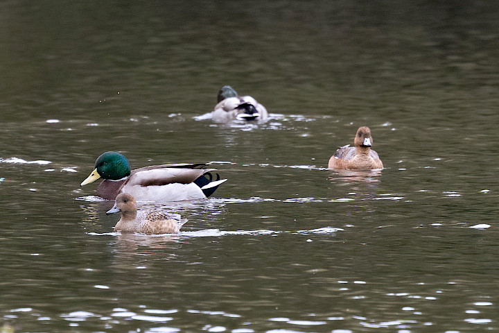 Wigeon , 1/500 sec, f/7.1, 500 mm, ISO 5000