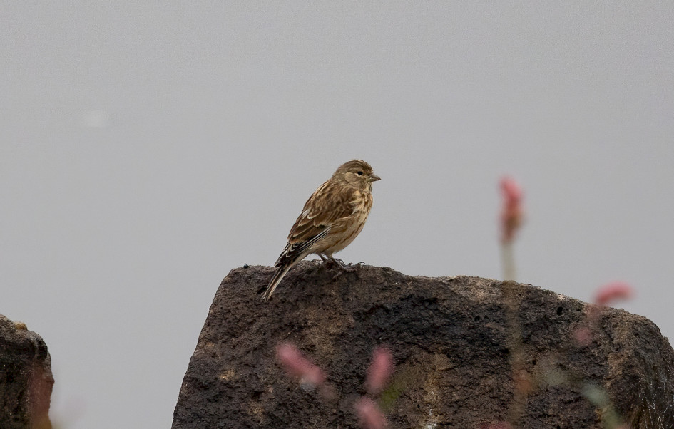 Linnet, 1/500 sec, f/7.1, 500 mm, ISO 1250
