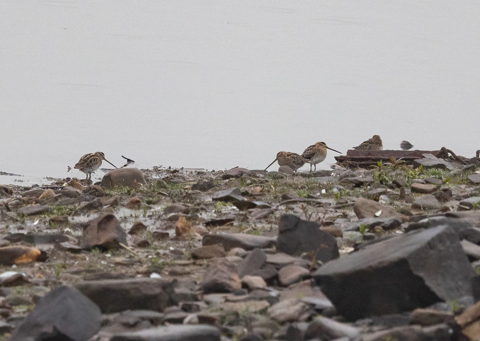 Snipe, 1/640 sec, f/7.1, 500 mm, ISO 2000
