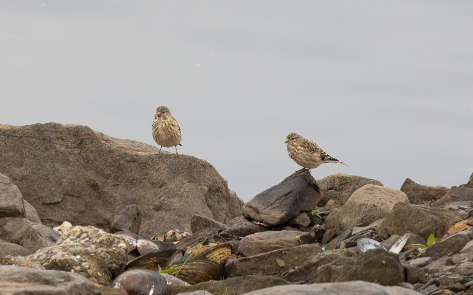 Linnets, 1/640 sec, f/7.1, 500 mm, ISO 1600