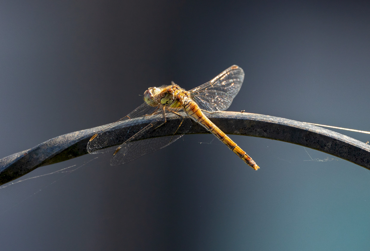 Common Darter, 1/640 sec, f/7.1, 500 mm, ISO 1000