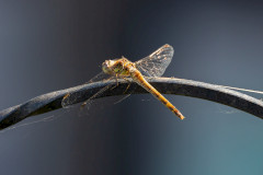 Common Darter, 1/640 sec, f/7.1, 500 mm, ISO 1000