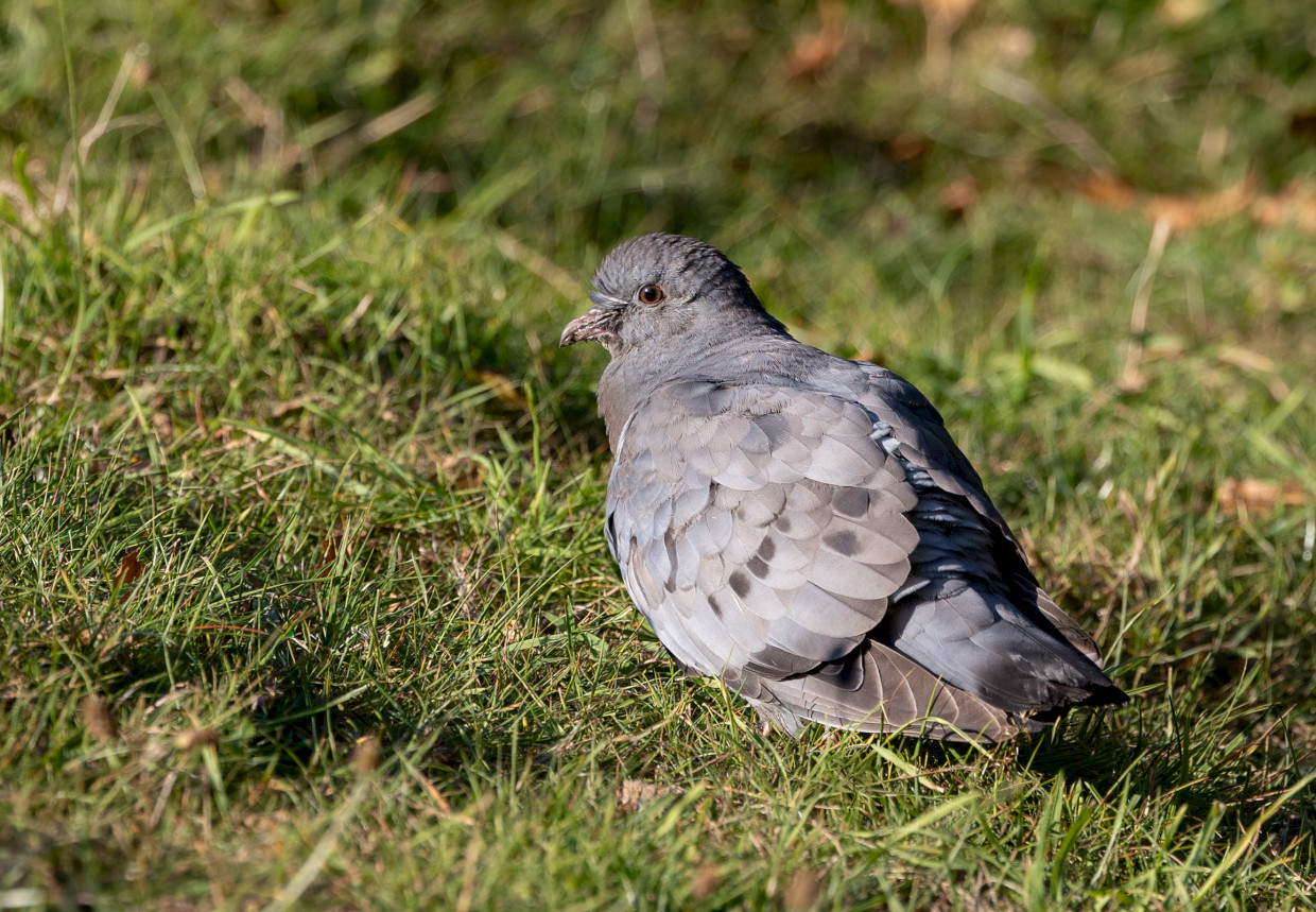 Stock Dove, 1/640 sec, f/7.1, 500 mm, ISO 400