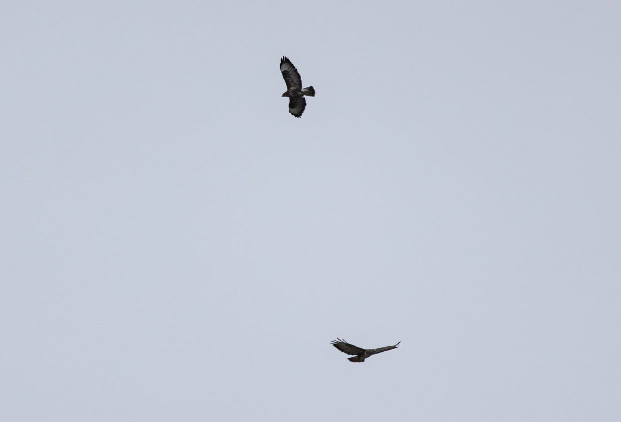 Buzzards, 1/500 sec, f/7.1, 500 mm, ISO 200