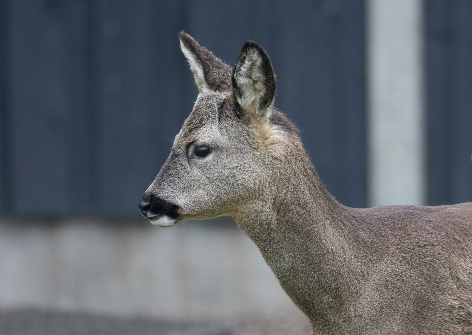 Roe Deer-, 1/500 sec, f/7.1, 500 mm, ISO 5000