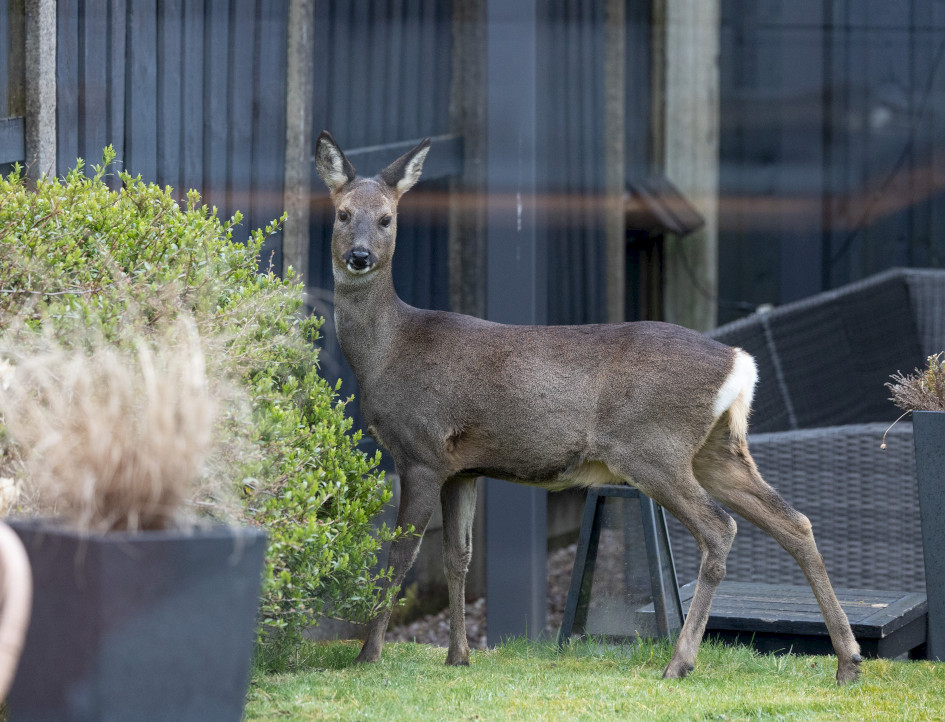 Roe Deer, 1/640 sec, f/5.6, 270 mm, ISO 3200