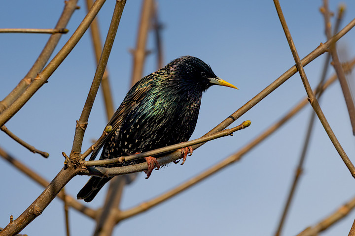 Starling, 1/500 sec, f/7.1, 500 mm, ISO 160