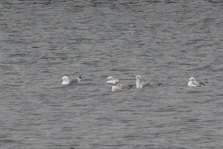 First Kittiwake, 1/500 sec, f/7.1, 500 mm, ISO 2000