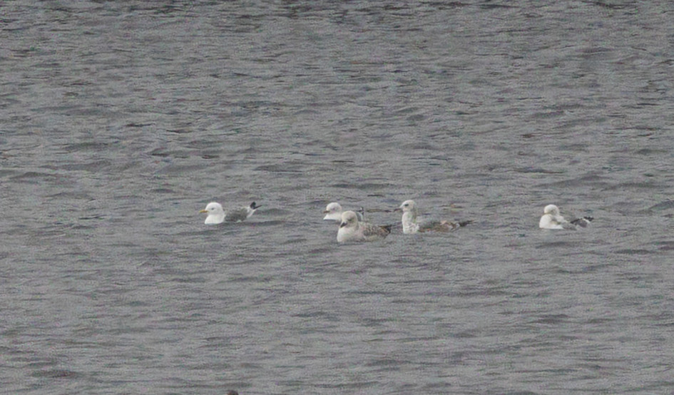 First Kittiwake, 1/500 sec, f/7.1, 500 mm, ISO 2000