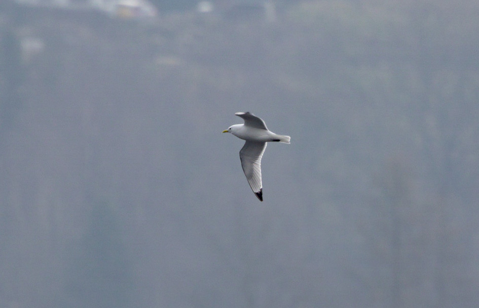 Second Kittiwake, 1/640 sec, f/7.1, 500 mm, ISO 200