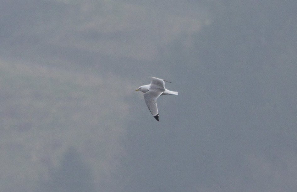 Second Kittiwake , 1/640 sec, f/7.1, 500 mm, ISO 200