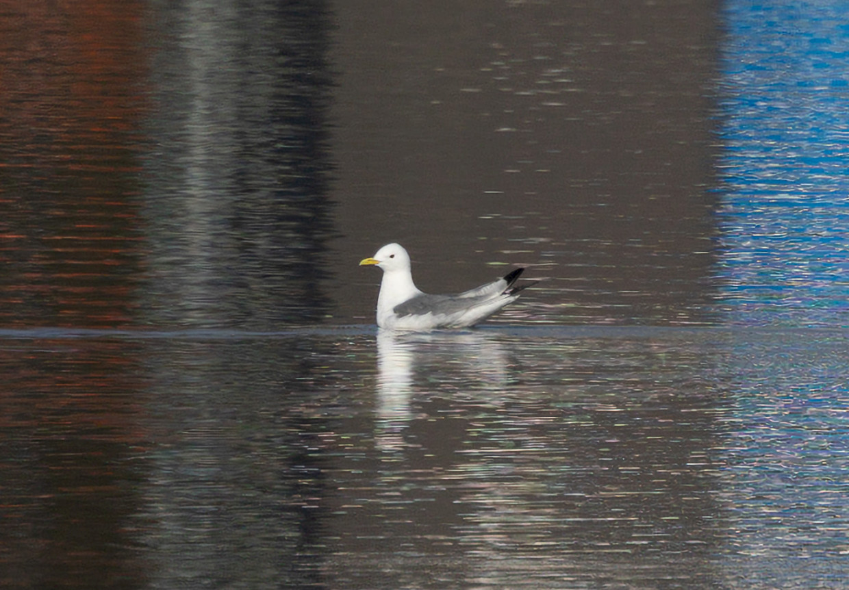 Kittiwake, 1/800 sec, f/7.1, 500 mm, ISO 100