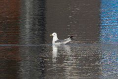 Kittiwake, 1/800 sec, f/7.1, 500 mm, ISO 100