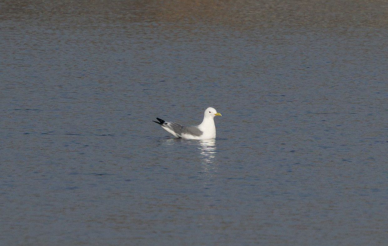 Kittiwake , 1/1000 sec, f/7.1, 500 mm, ISO 100