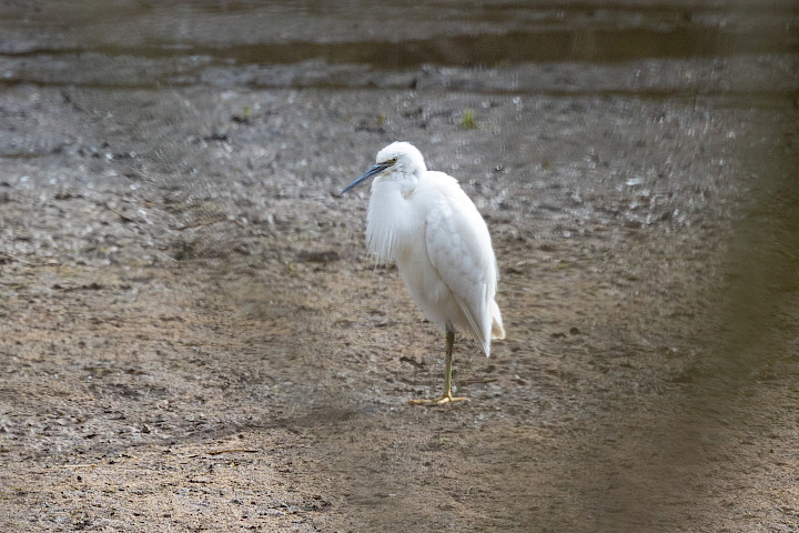 Little Egret, 1/500 sec, f/7.1, 500 mm, ISO 800