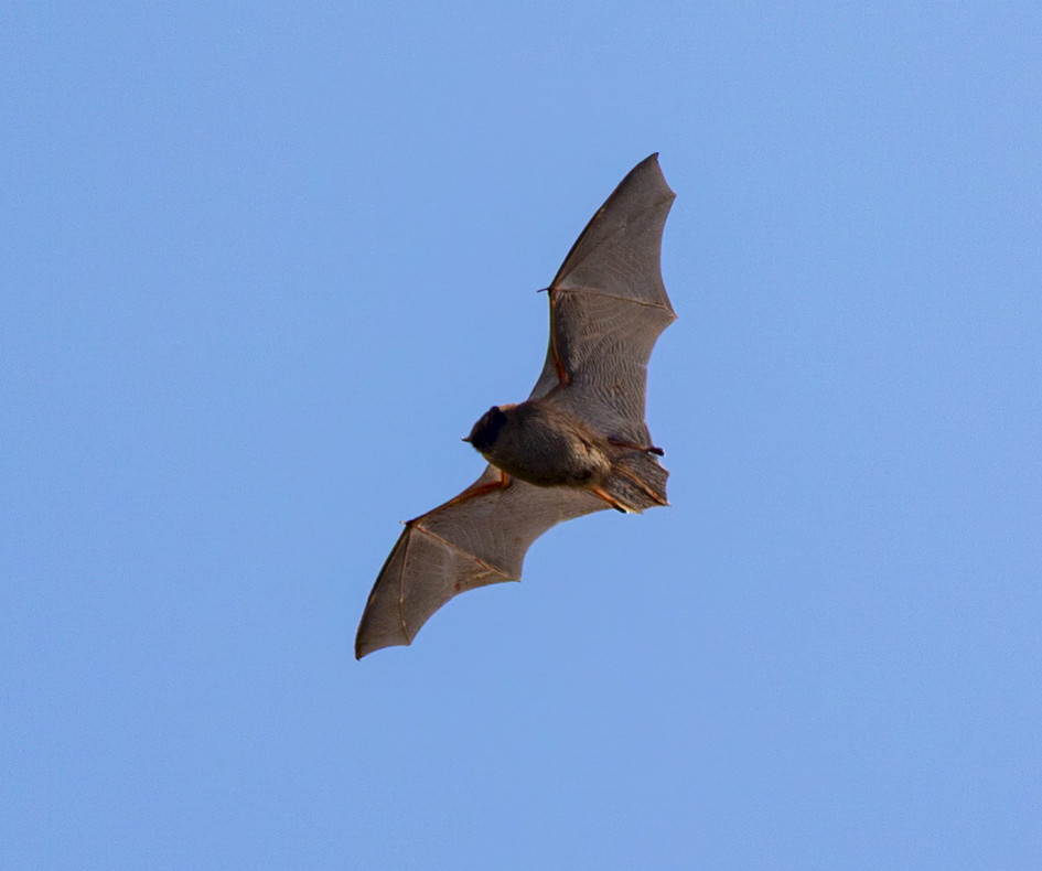 Noctule-, 1/2000 sec, f/7.1, 500 mm, ISO 400