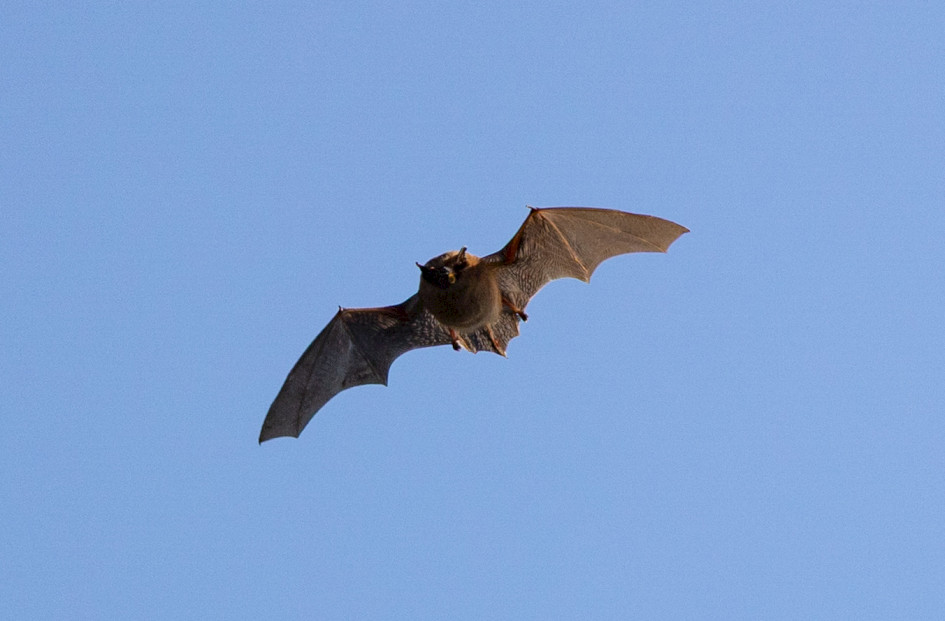 Noctule-, 1/2000 sec, f/7.1, 500 mm, ISO 400