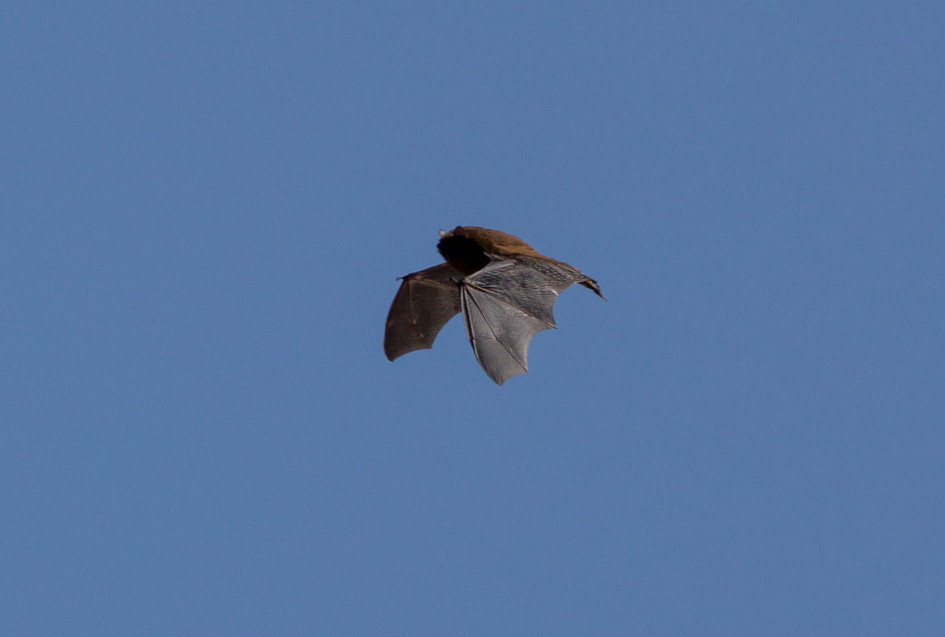 Noctule Bat, 1/2000 sec, f/7.1, 500 mm, ISO 320