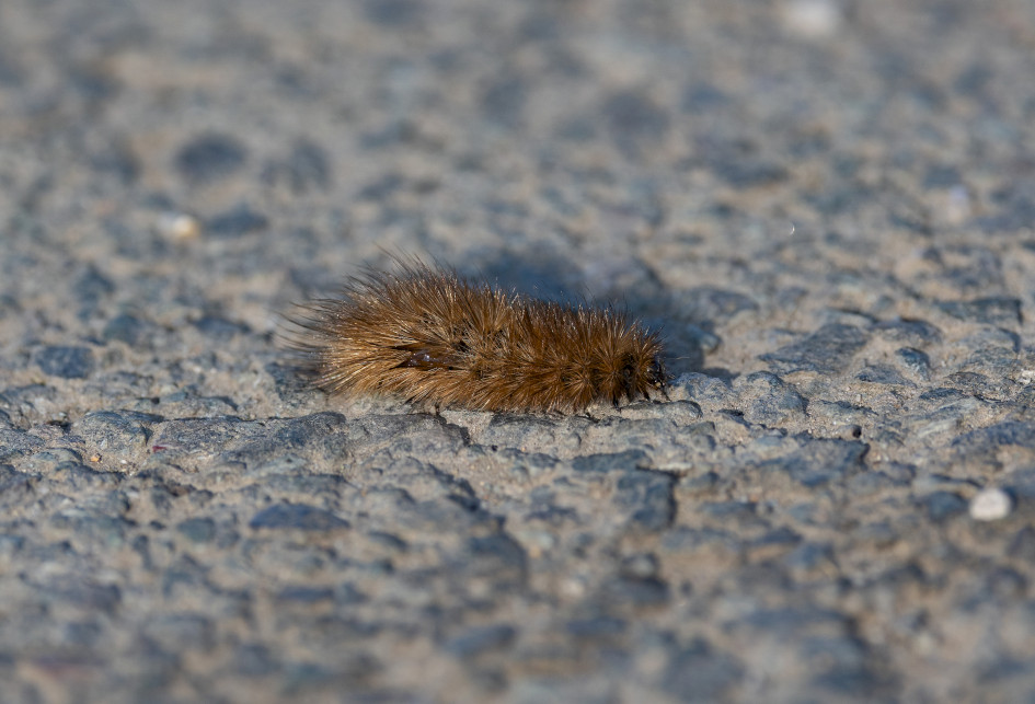 Ruby Tiger Larva, 1/640 sec, f/7.1, 500 mm, ISO 320