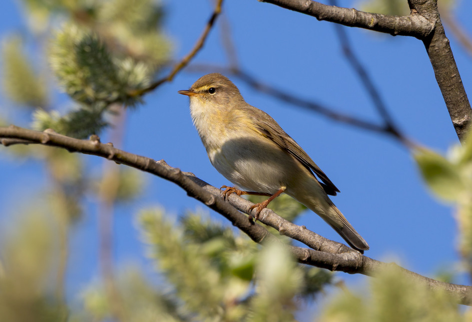 Willow Warbler, 1/640 sec, f/7.1, 500 mm, ISO 200