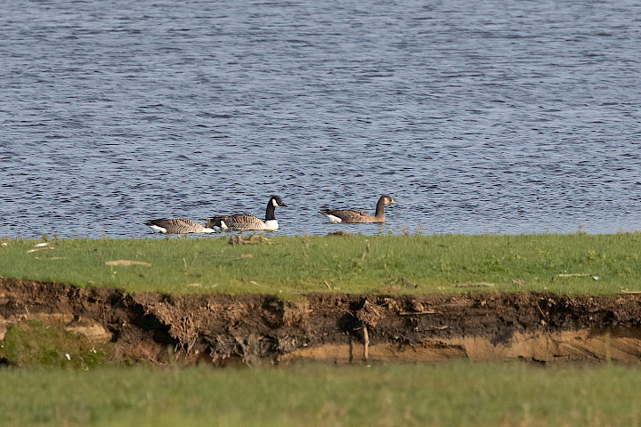 Hybrid Goose, 1/2000 sec, f/7.1, 500 mm, ISO 1000