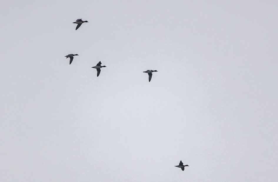 Wigeon, 1/2500 sec, f/7.1, 500 mm, ISO 3200