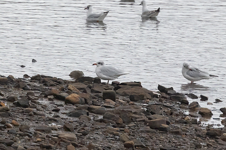 Mediterranean Gull, 1/2000 sec, f/7.1, 500 mm, ISO 2500