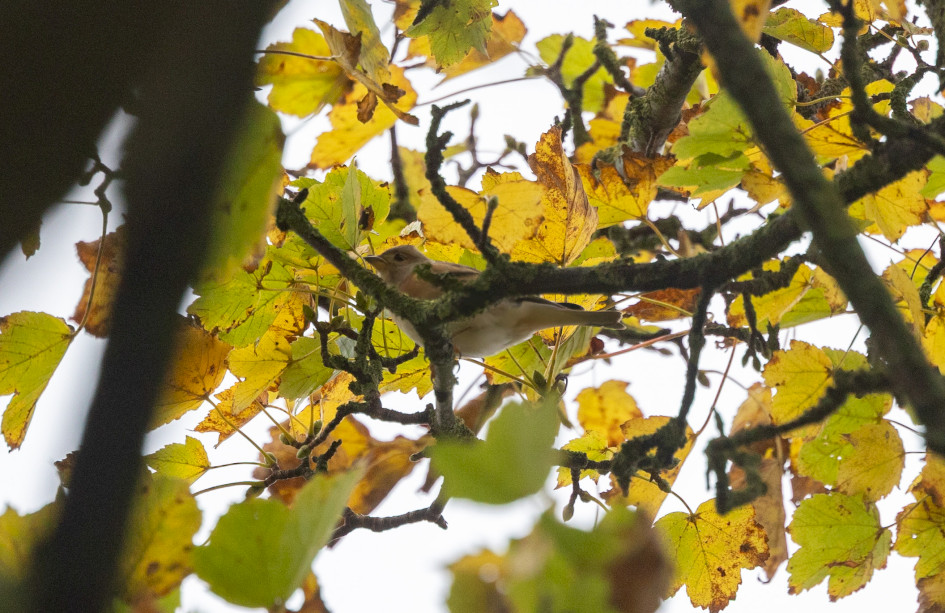 Brambling, 1/500 sec, f/7.1, 500 mm, ISO 800