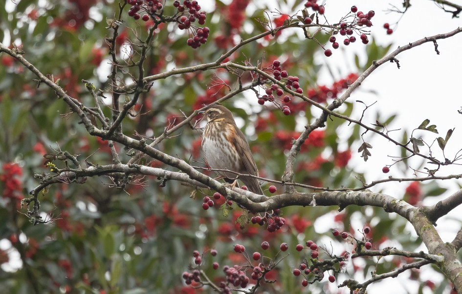 Redwing-, 1/640 sec, f/7.1, 500 mm, ISO 1250