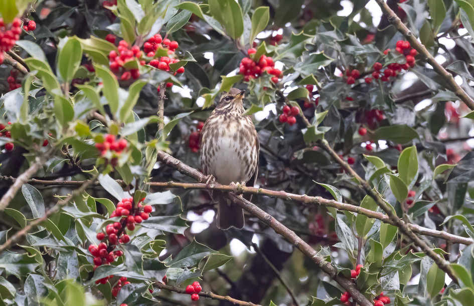 Redwing, 1/640 sec, f/7.1, 500 mm, ISO 6400