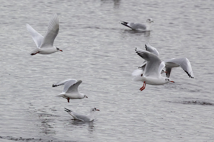 Mediterranean Gull, 1/2000 sec, f/7.1, 500 mm, ISO 1250
