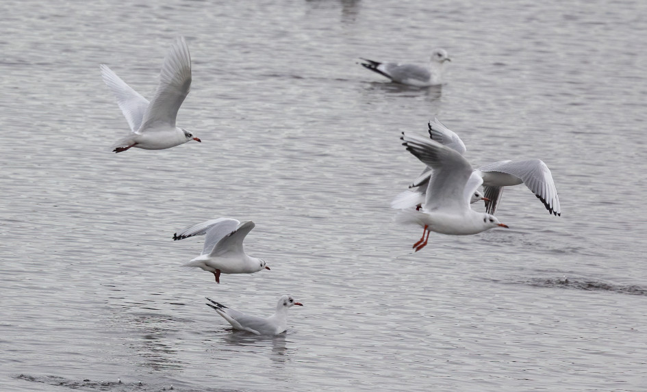 Mediterranean Gull, 1/2000 sec, f/7.1, 500 mm, ISO 1250