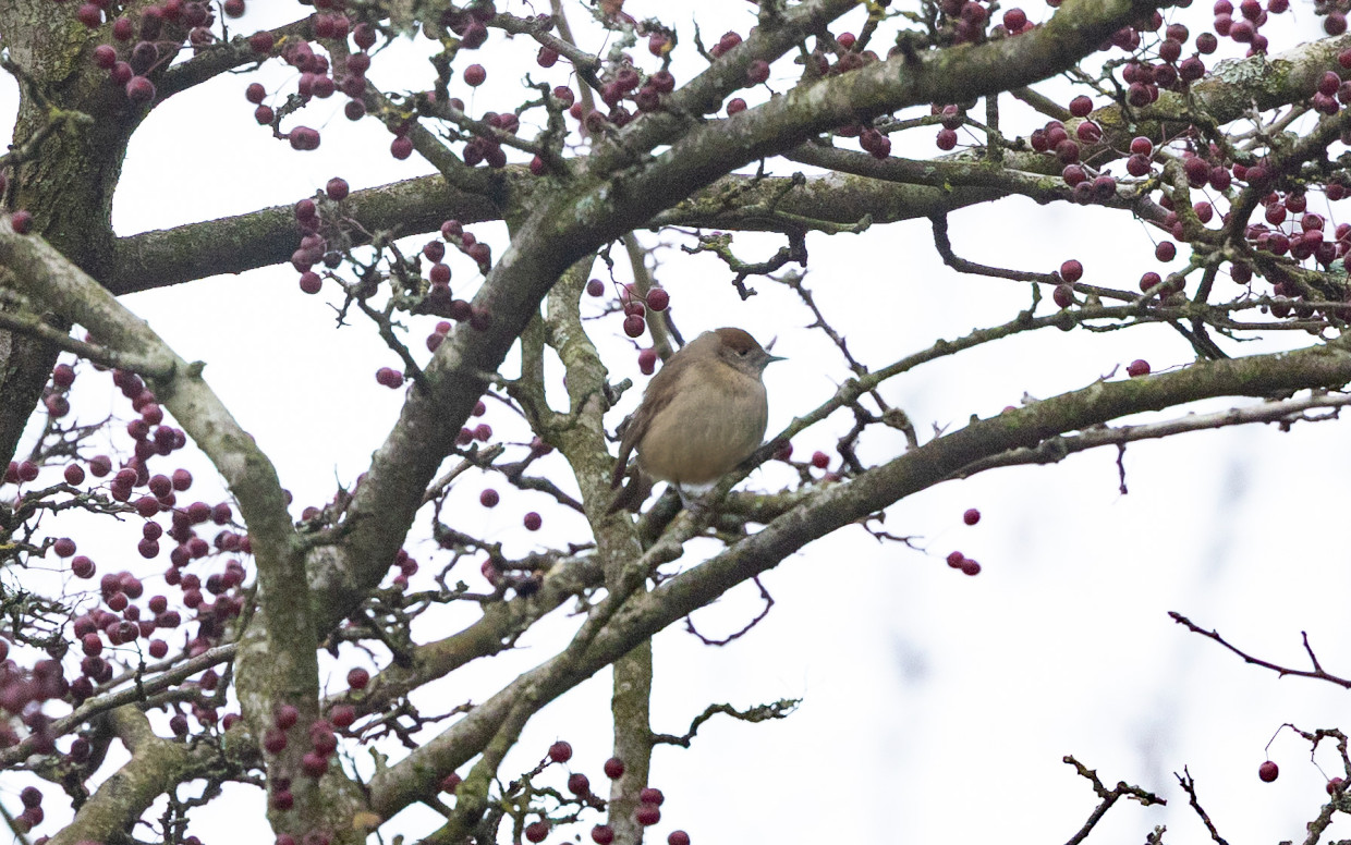 Blackcap, 1/640 sec, f/7.1, 500 mm, ISO 1600