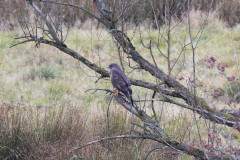 Buzzard, 1/640 sec, f/7.1, 500 mm, ISO 1600