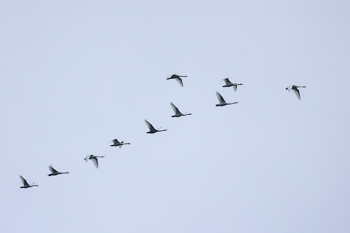 Whooper Swans, 1/2000 sec, f/7.1, 472 mm, ISO 3200