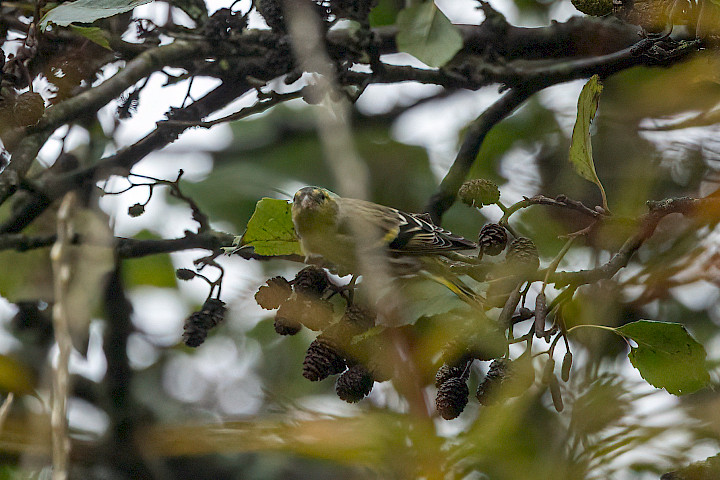 Siskin, 1/500 sec, f/7.1, 500 mm, ISO 1000