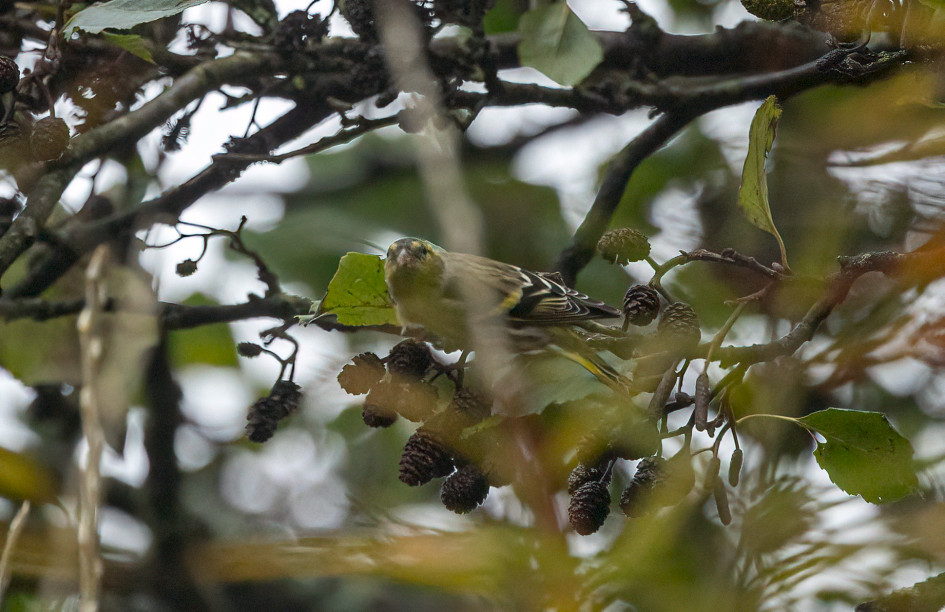 Siskin, 1/500 sec, f/7.1, 500 mm, ISO 1000