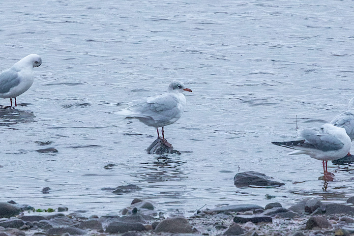Mediterranean Gull, 1/500 sec, f/7.1, 500 mm, ISO 8000