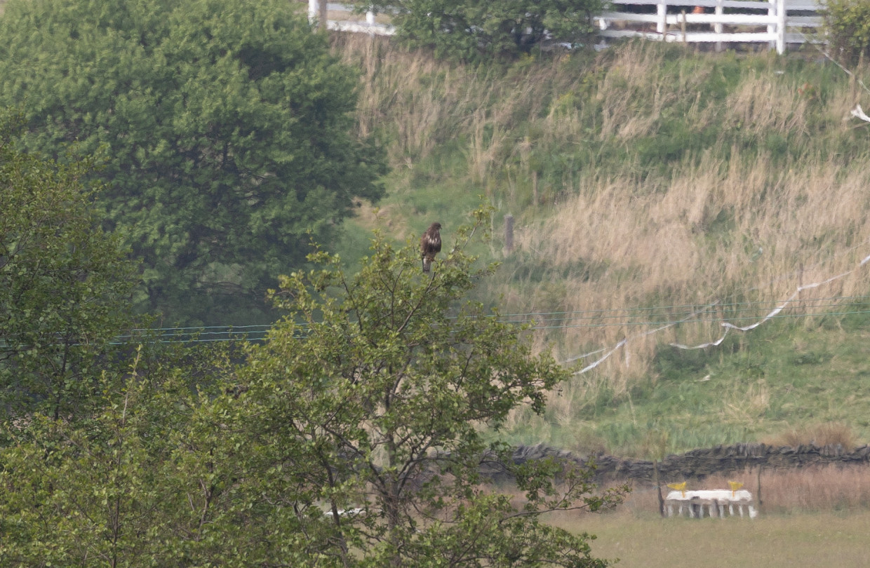 Buzzard, 1/500 sec, f/7.1, 500 mm, ISO 320