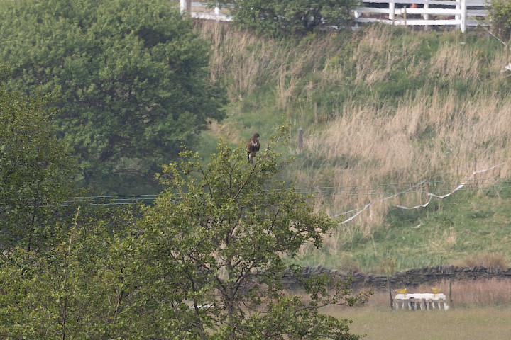 Buzzard, 1/500 sec, f/7.1, 500 mm, ISO 320