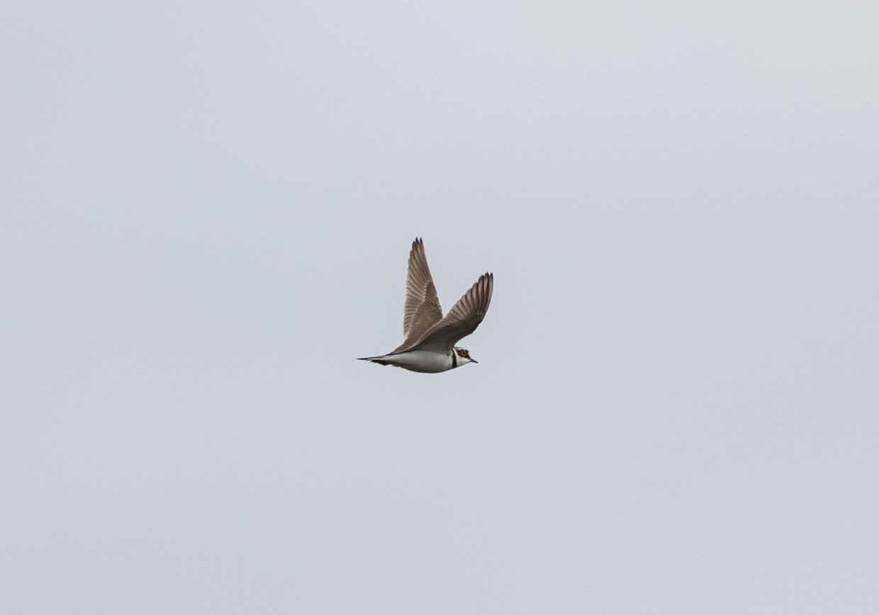 Little Ringed Plover, 1/2000 sec, f/7.1, 500 mm, ISO 400