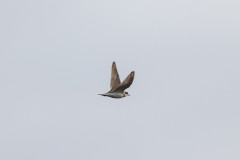 Little Ringed Plover, 1/2000 sec, f/7.1, 500 mm, ISO 400