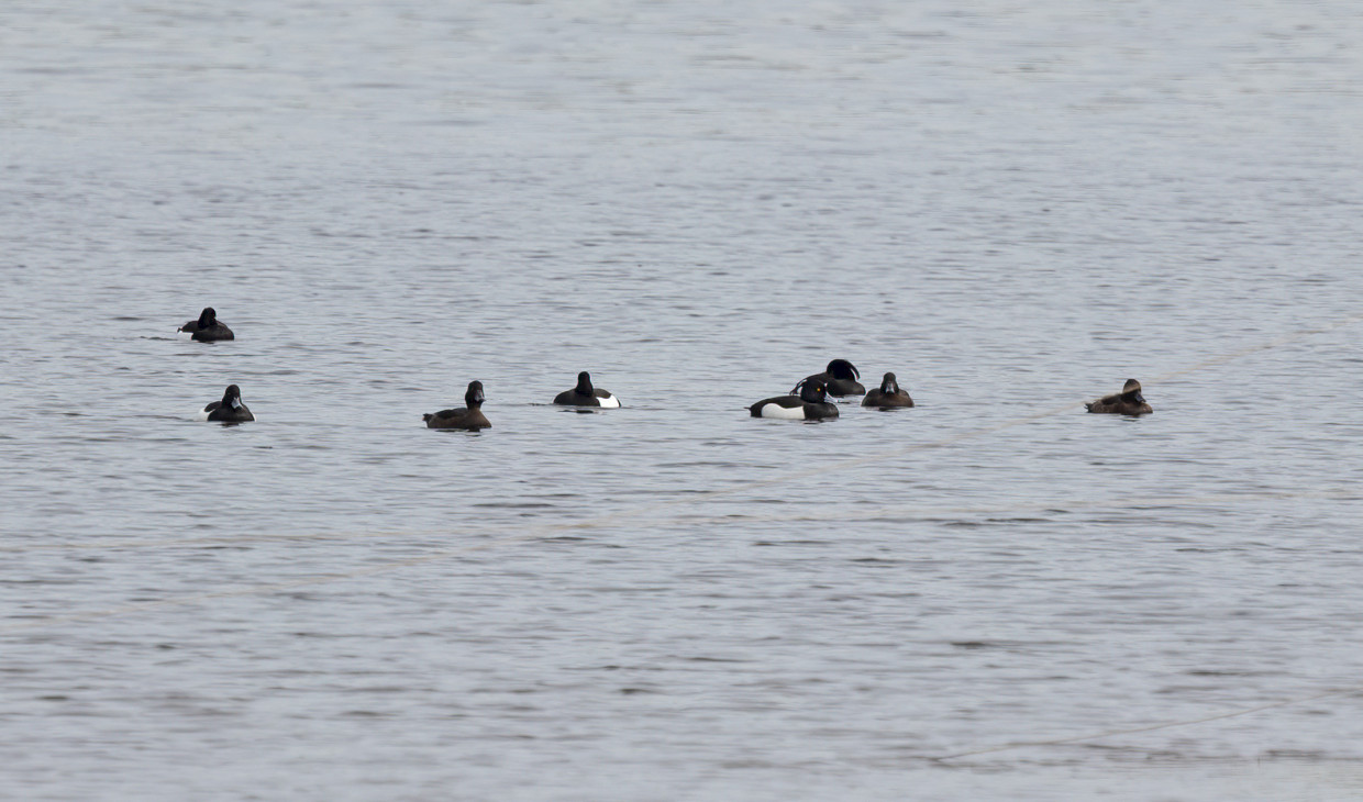 Tufted Ducks, 1/640 sec, f/7.1, 500 mm, ISO 250