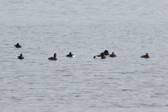 Tufted Ducks, 1/640 sec, f/7.1, 500 mm, ISO 250