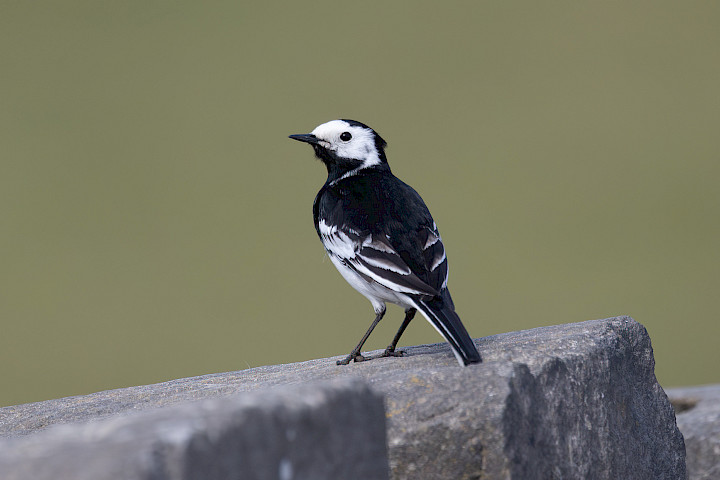 Pied Wagtail, 1/2000 sec, f/7.1, 500 mm, ISO 1000