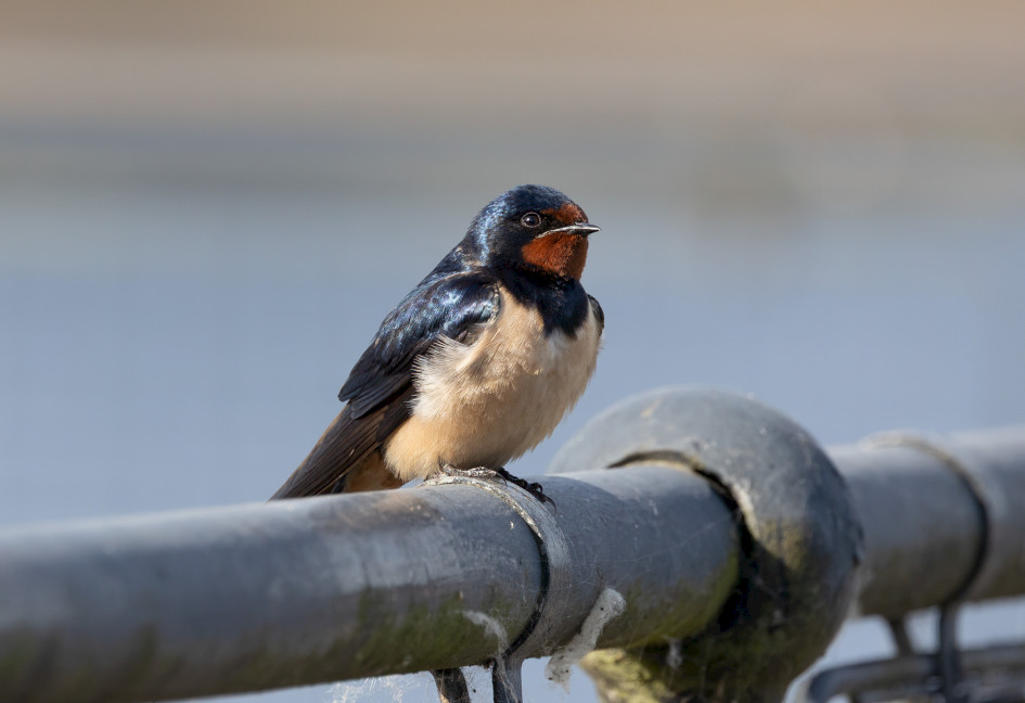 Swallow, 1/500 sec, f/7.1, 500 mm, ISO 400