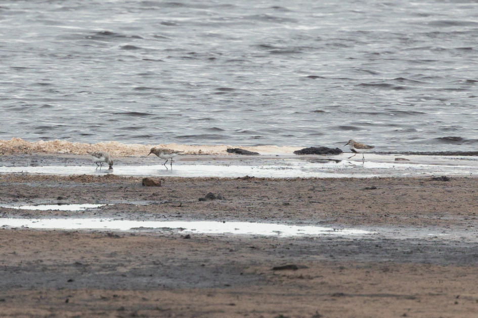 Sanderling and Dunlin, 1/640 sec, f/7.1, 500 mm, ISO 1250